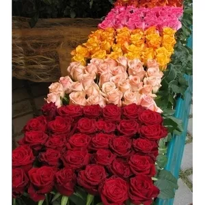 Розы оптом,  розница,  цветочная рассада,  изготовление корзин,  венков,  композиций и букетов. 