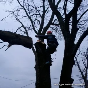 Обрезка деревьев (формовочная,  санитарная,  утилитарная и др.)