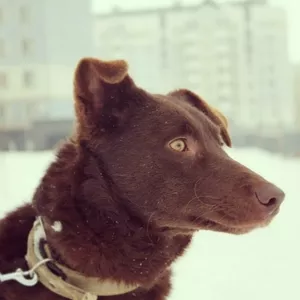 Чока - шоколадная собака в дар!