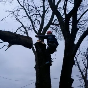 Валка деревьев в городе по частям,  промышленный альпинизм 