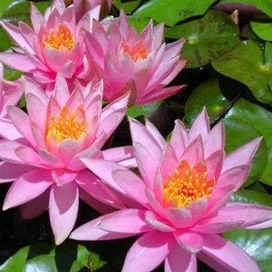     Водная лилия-Нимфея,  розовая,  бордовая и много других различных растений. Гомель.