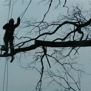 Спилить дерево,  удалить дерево,  срубить дерево,  обрезать сад,  арборист