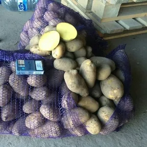 Картофель урожай 2017 оптом