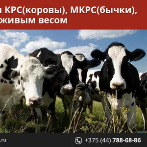 Закупаем мясо говядины и свинины. Дорого.