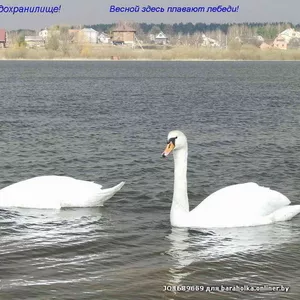 Участок на берегу озера у воды. Первая линия. Петровичское водохранилище!