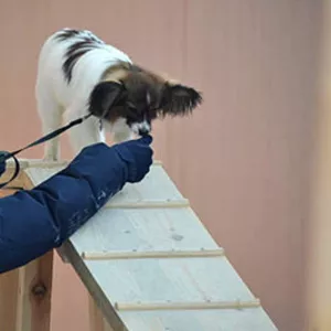 Дрессировка мелких и декоративных пород собак. Групповые занятия