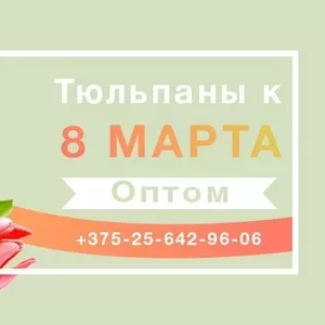 Цветы. Голландские Тюльпаны к 8 марта оптом от производителя.