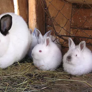  Кролики калифорнийские,  крольчатина