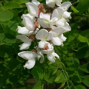 САЖЕНЦЫ АКАЦИИ БЕЛОЙ (Acacia albida) ~0, 5-1, 5 м