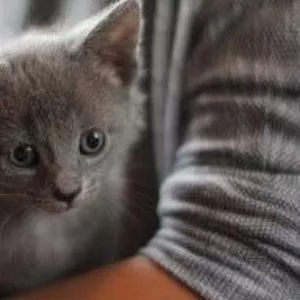Котята русская голубая