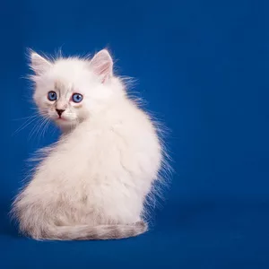 Невские маскарадные котята