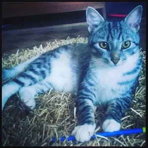 Молодой котик в добрые руки