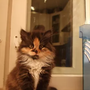 Отдам котят в хорошие руки 