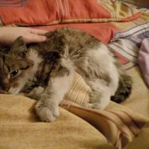 Славная кошечка ищет заботливых родителей!!!