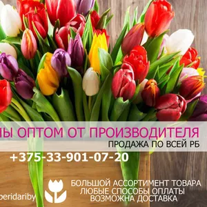 Продажа тюльпанов оптом. РБ. Низкие цены