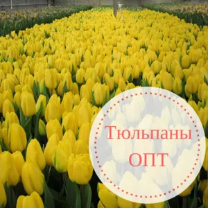 Тюльпаны ОПТОМ в наличии в Минске. Цветы к 8 марта