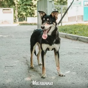 Милая Малинка в нежные и заботливые руки!!!