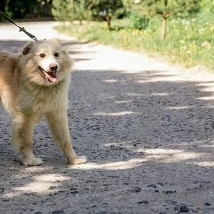 Замечательный пёс Умка ищет дом!!!!