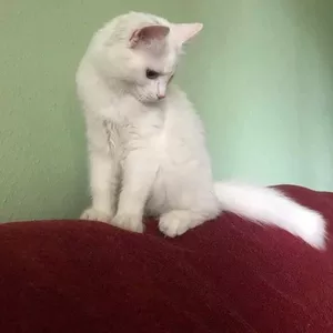 Котенок Снежа