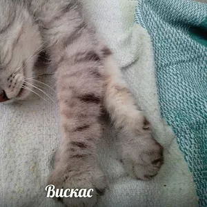 Котик Вискас в надежные руки!!!