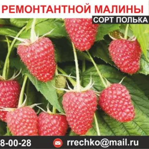 Саженцы ремонтантной малины сорт Полька.