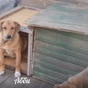 Хорошенькая Абби очень нуждается в семье!