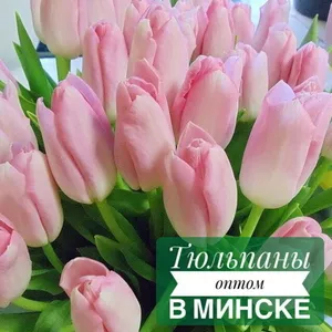 Тюльпаны Голландские оптом к 8 марта