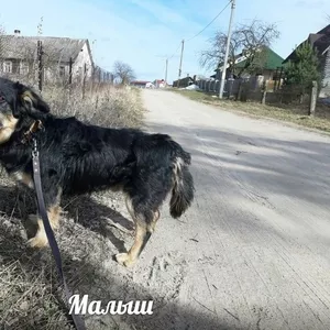 Отличный пес Малыш в дар добрым людям!!!