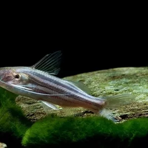 Мистус полосатый (Mystus vittatus) . 