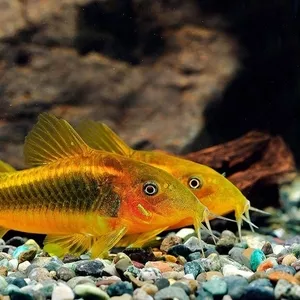 Золотистый сомик  Коридорас аенеус ( Corydoras aeneus) 