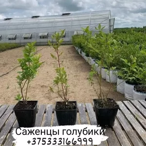 Голубика Блюкроп горшок 3л 50-70см 3-х летка (саженец)