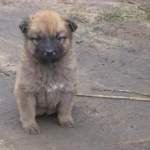 Щенки 1, 5 месяцев милые,  ухоженные