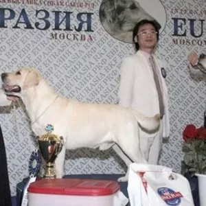 перспективные щенки лабрадора от Чемпионов!!!!!